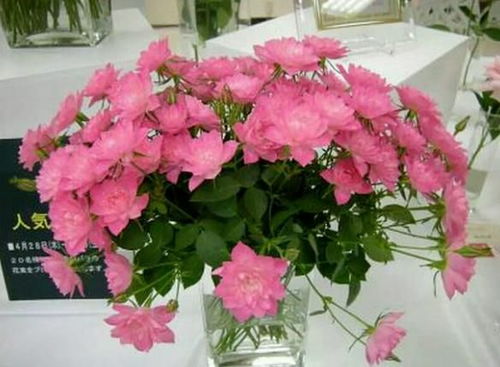 月季中的香饽饽：庞巴度月季， 究竟有多美