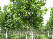 香椿种植，亩数也有门道