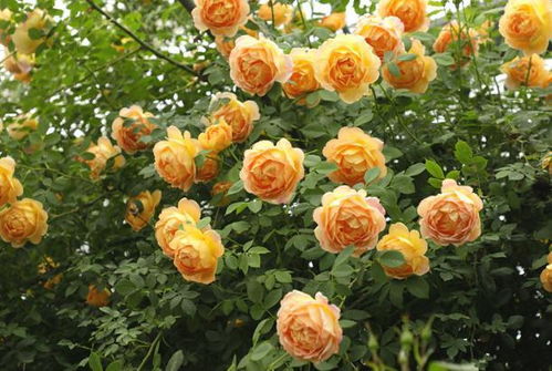 金色盛宴， 各展风姿