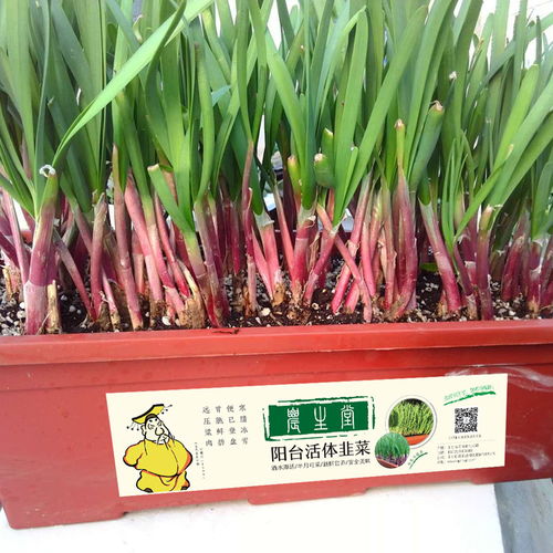 韭菜生长需要施用哪种肥料？
