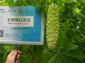 5.乙草胺的价格是多少？