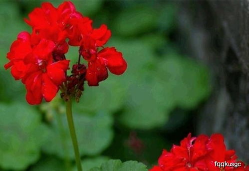 天竺葵种子成熟的样子，你认得吗？