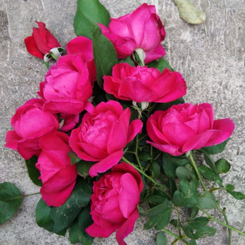 月季香味的分级和类型揭秘