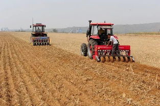 洋金凤种植， 一亩地种子用量揭秘