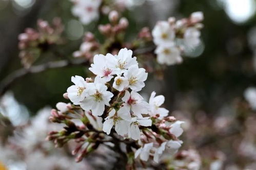 自然的诗篇， 就在这简约中