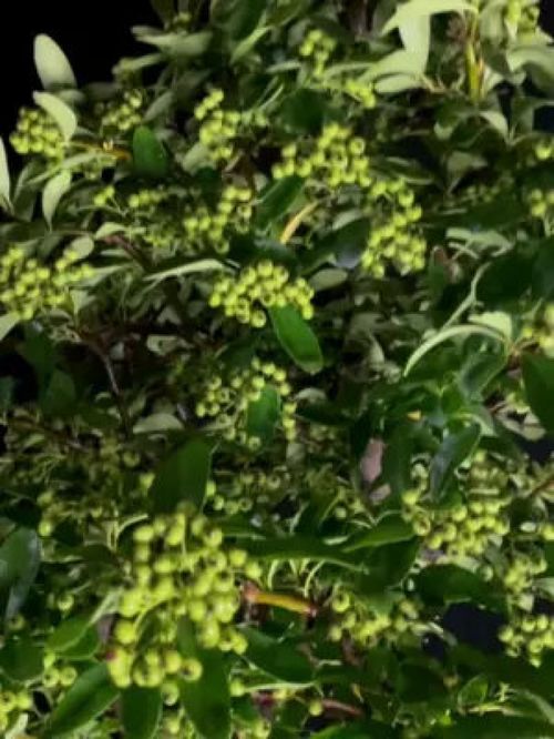 揭秘吉利红：植物界的吉祥象征，寓意与种植指南