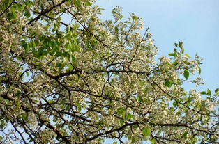 生态习性：大自然的调音师