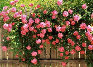 通风与防治， 藤本月季的守护神