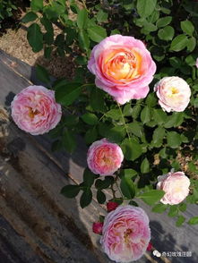 月季缓苗教程：如何用生根粉助月季快速生根