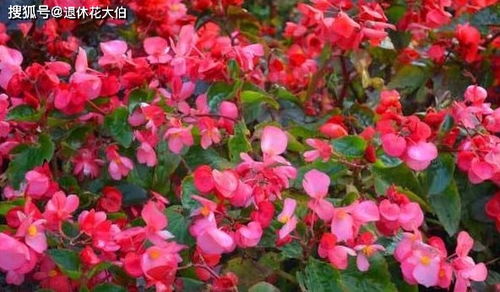 高清四季海棠图片：海棠花美得让人心动