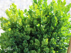 一年蓬：自播繁衍小达人