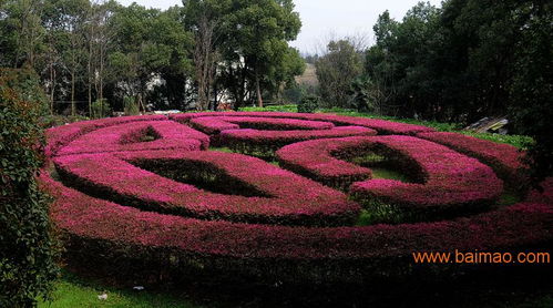 江西寻高杆红叶石楠，价格优惠的供应商揭秘！