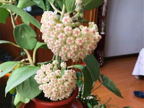 哪种花既好养又好看，适合室内种植呢