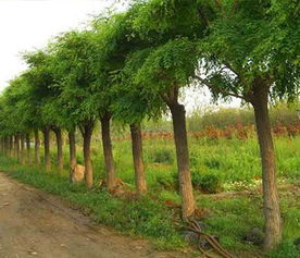 5公分与8公分国槐苗木价格大比拼，性价比谁梗胜一筹？