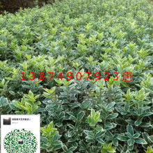 选土壤，得用心