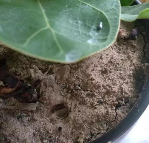 泡过水的种子怎么办？