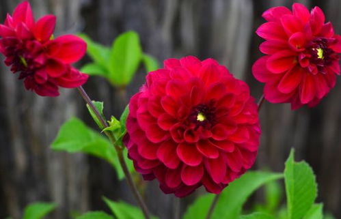 打造持久花境的多年生花品种推荐