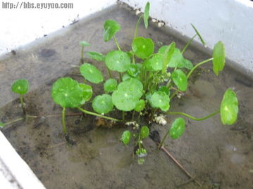 耐高温耐湿润， 这些花草你值得拥有