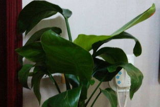 原因一：光照不足