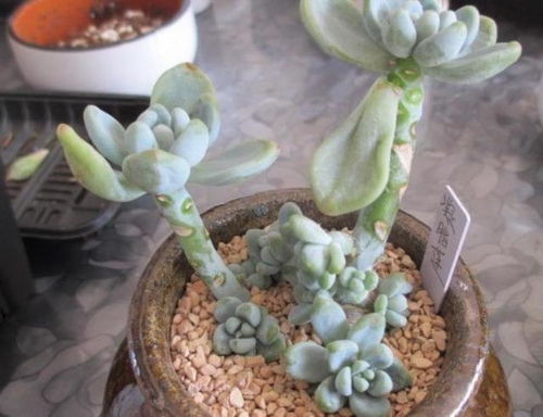 多肉植物变猪肝色：揭秘背后的原因及影响