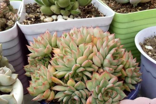 分株与砍头区别