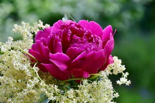 “玫瑰、牡丹、桃花，花名识别神器