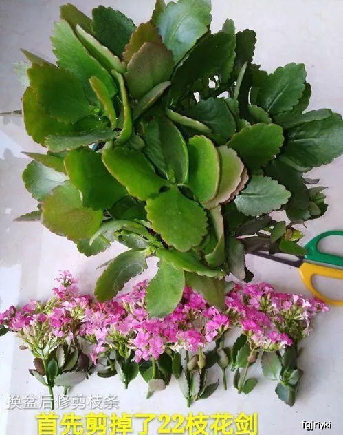 宝石花的茎，多长合适？