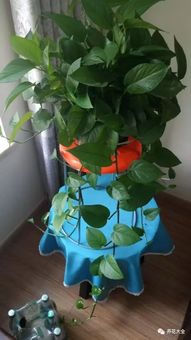 方法二：水分剥夺大法