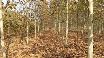 土壤清理，让土壤呼吸新鲜空气