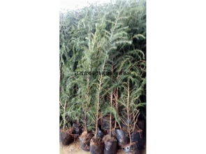 雪松的产地和种植要点