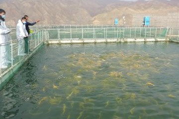 优化夏季畜禽舍通风，提升养殖环境舒适度