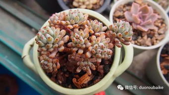 第一步：土壤大揭秘