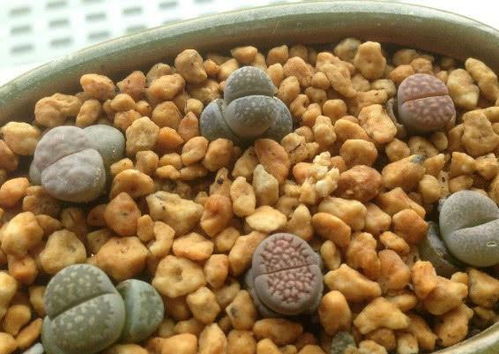 生石花春季适宜换盆吗？有没有最佳换盆时间