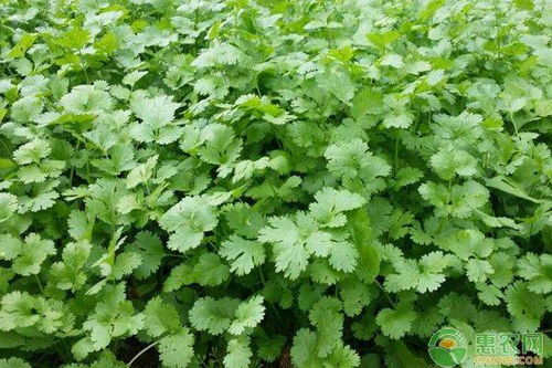 秋季香菜种植的最佳时间和方法是怎样的