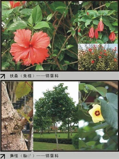 数字向导的便利