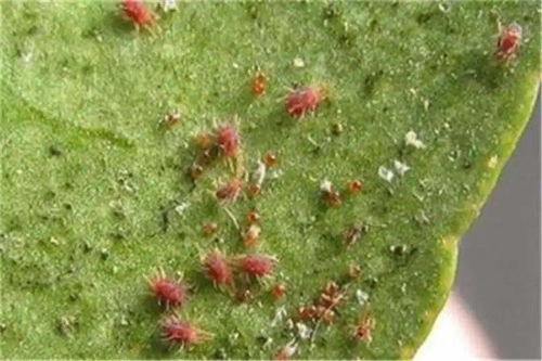 月季锈病防治方法详解