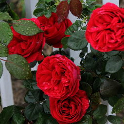 月季品种介绍：国外好评如潮的德国月季