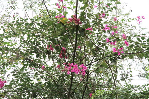 叶子花的多样性：满足不同需求