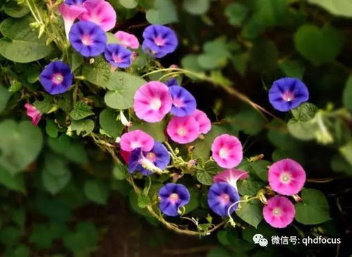 我自己乱买农药，试试kan吧