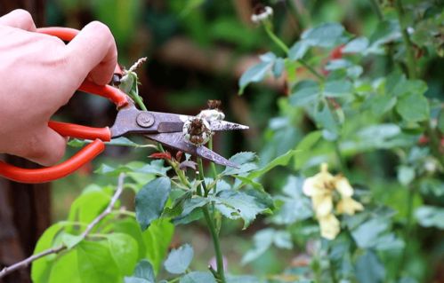 5：越是弱小的植株越要尽早的修剪。