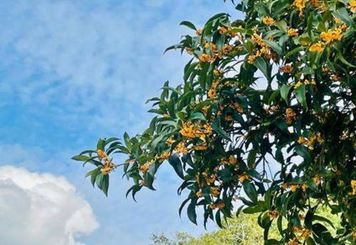 桂花树：贵花寓意， 香飘十里