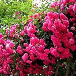 地栽红木香的冬季管理