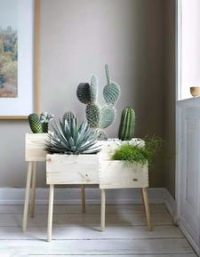 空调房适合养哪些花草？