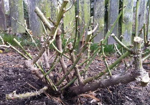 修剪，那个必须的动作