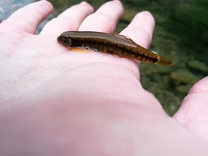 生猪栖息石帘洞，享营养餐