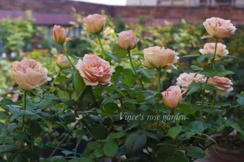 guan与日本进口的六款顶级日系切花月季品种，你有啥想问的没？