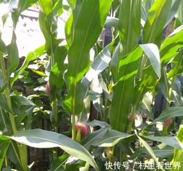 除草剂打完，雨来啦？还Neng除草吗？