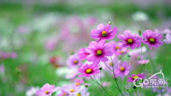 第一步：堪叶脉，辨真假