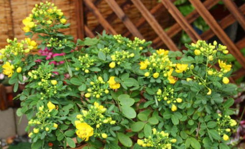 北方公园的冬日风情：抗寒又美观的植物品种盘点