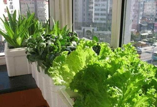 盆栽种菜烂根，土壤排水不好